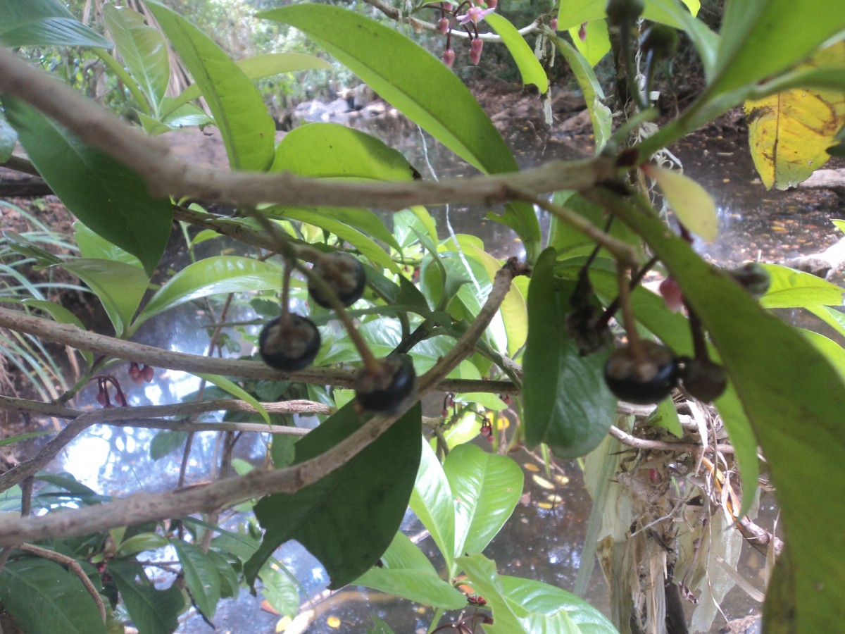 Ardisia solanacea Roxb.